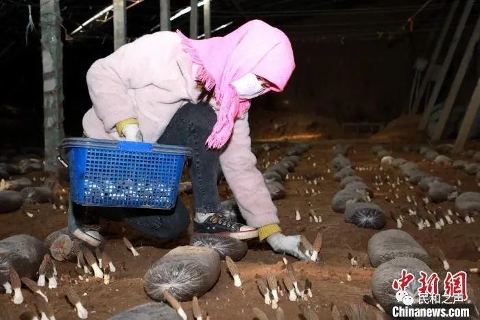 图为当地村民在大棚中采摘羊肚菌。 石延寿 摄 图片