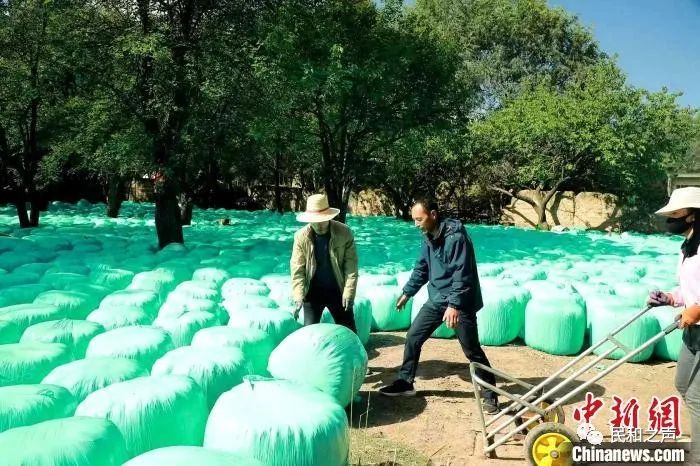 图为养殖户用青贮秸秆喂羊。 石延寿 摄 图片