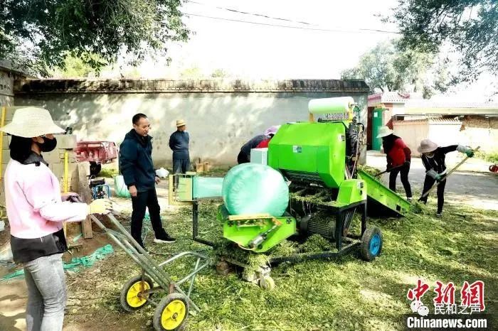 图为玉米秸秆打包青贮饲料。 石延寿 摄 图片